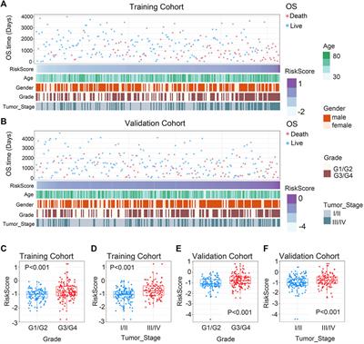 A novel 7-chemokine-genes predictive signature for prognosis and therapeutic response in renal clear cell carcinoma